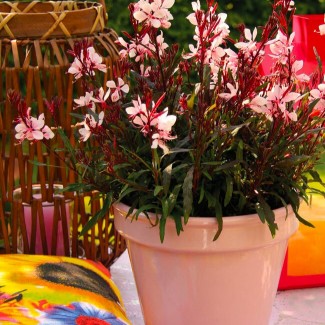 Гаура Gaudi Medium Pink р9