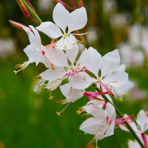 Гаура Elurra white р9