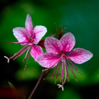 Гаура Siskiyou Pink р9