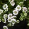 Гіпсофіла Plena White р9