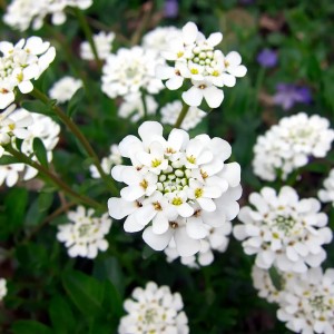 Іберіс білий р9