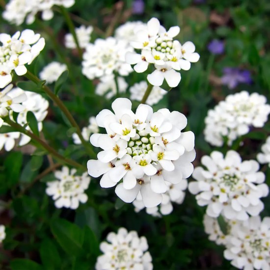 Іберіс білий р9