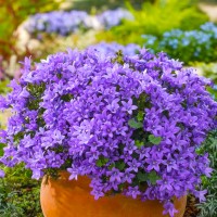 Кампанула Portenschlagiana Dome Blue р9