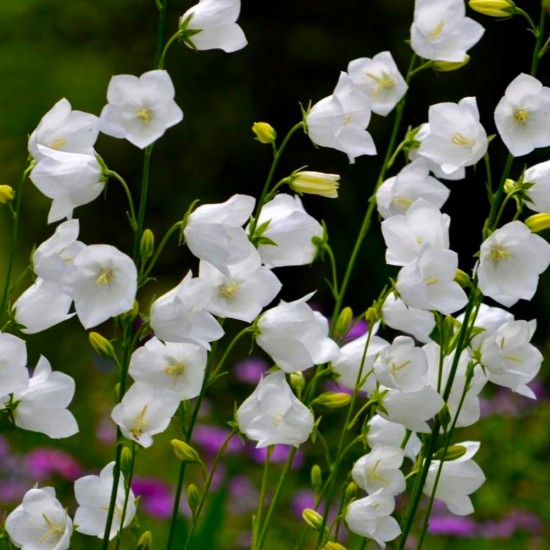 Кампанула Persicifolia Zenn White р9
