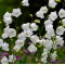 Кампанула Persicifolia Zenn White р9