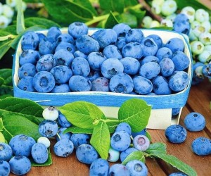 Саджанці ягідних рослин