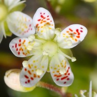 Ломикамінь Saxifraga Bronchialis р9