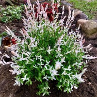 Верба цільнолиста Хакуро-Нішікі р9