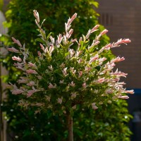 Верба Хакуро-нішикі на штамбі (Hakuro nisiki)