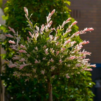 Верба Хакуро-нішикі на штамбі (Hakuro nisiki)