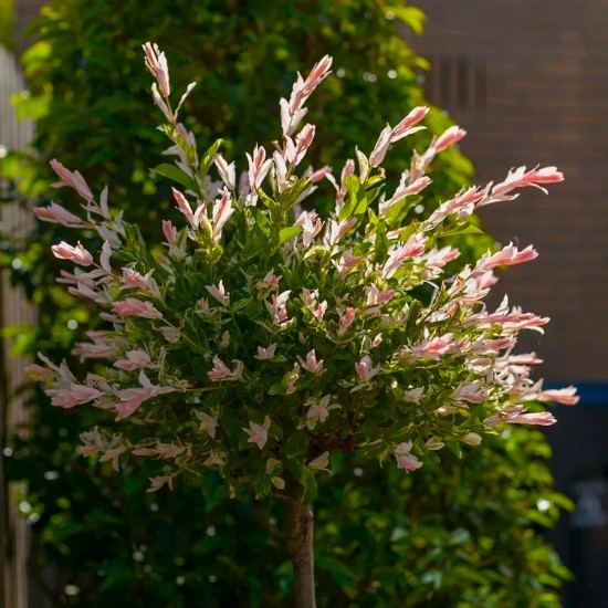 Верба Хакуро-нішикі на штамбі (Hakuro nisiki)