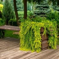 Вербейник (монетчатий) р9