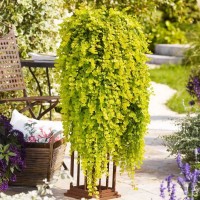 Вербейник (монетчатий) р9