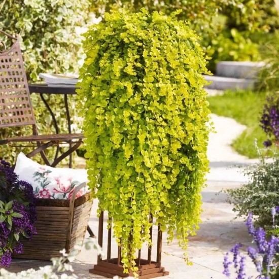 Вербейник (монетчатий) р9