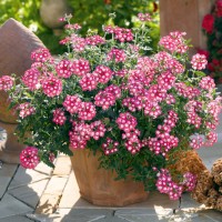 Вербена ампельна мікс черенок набір 10 шт (касетна розсада)