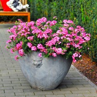 Вербена ампельна мікс черенок набір 10 шт (касетна розсада)