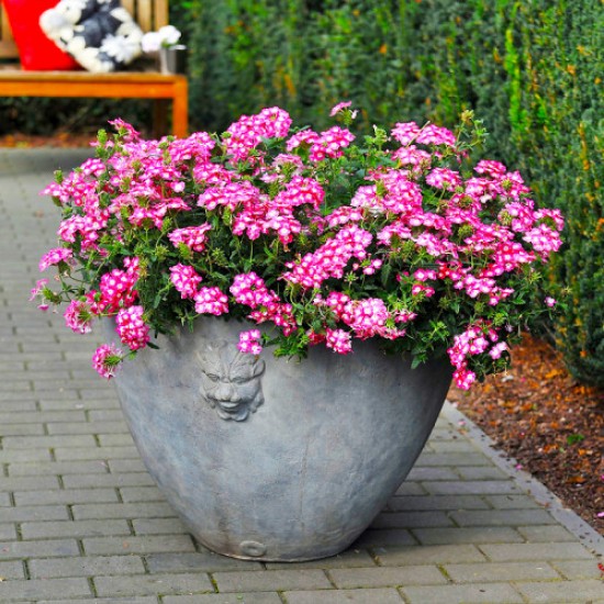 Вербена ампельна мікс черенок набір 10 шт (касетна розсада)