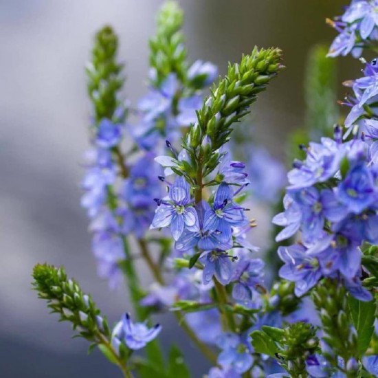 Вероніка Нестор (фіолетова повзуча) р9