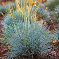 Вівсяниця Компакт блу р9