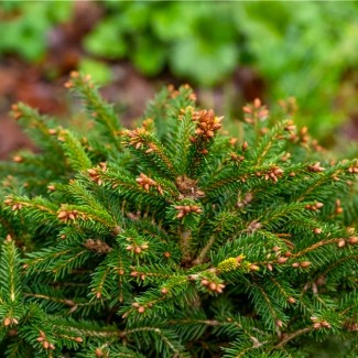 Ялинка на штамбі Picea Abies Mexeubesen