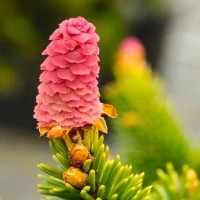 Ялинка на штамбі Picea Abies Medusa