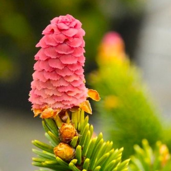 Ялинка на штамбі Picea Abies Medusa