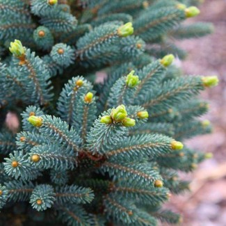 Ялинка на штамбі picea likiangensis mittenwald