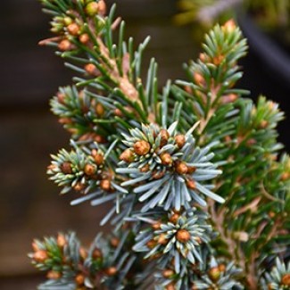 Ялинка на штамбі picea omorica Cecillia