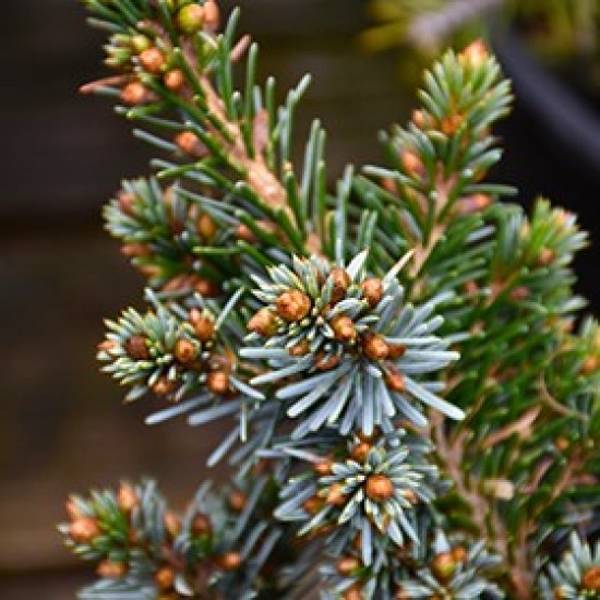 Ялинка на штамбі picea omorica Cecillia