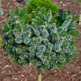 Ялинка на штамбі picea omorica Cecillia
