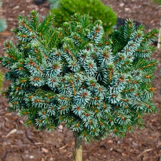 Ялинка на штамбі picea omorica Cecillia
