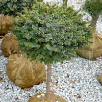 Ялинка на штамбі picea omorica Pimoko