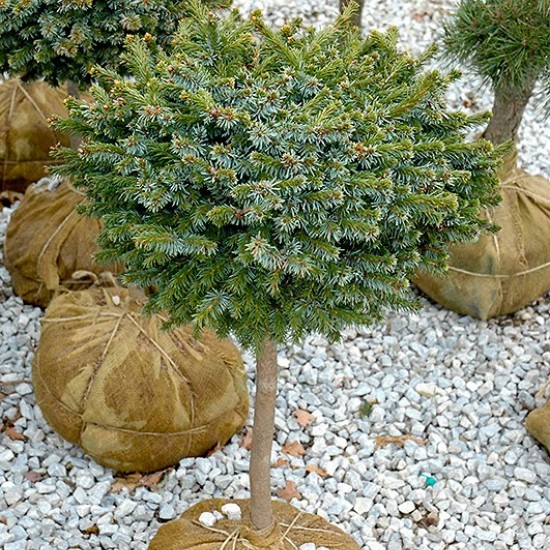 Ялинка на штамбі picea omorica Pimoko