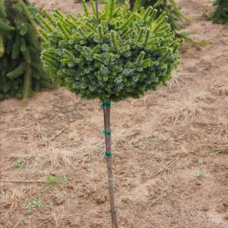 Ялинка на штамбі picea omorica Pimoko
