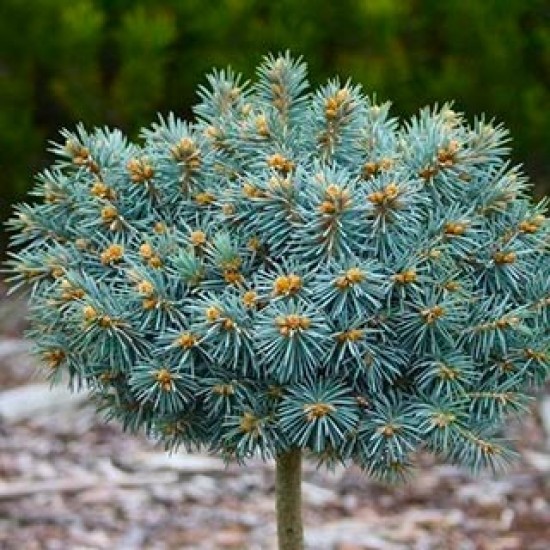 Ялинка на штамбі picea pungens Blue Ball