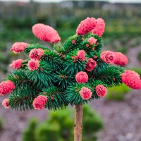 Ялинка на штамбі Picea Abies Medusa