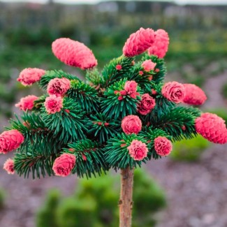 Ялинка на штамбі Picea Abies Medusa