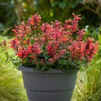 Агастахіс Kudos Coral