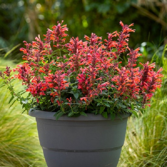 Агастахіс Kudos Coral