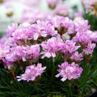 Армерія Juniperifolia Brno