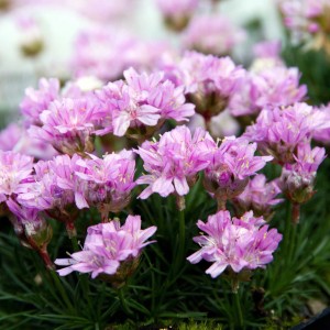 Армерія Juniperifolia Brno