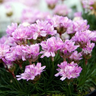 Армерія Juniperifolia Brno