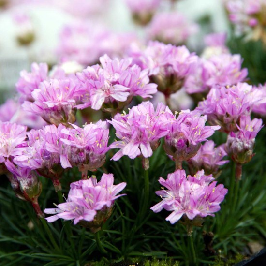 Армерія Juniperifolia Brno