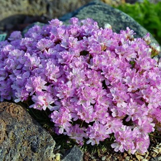 Армерія Juniperifolia Brno