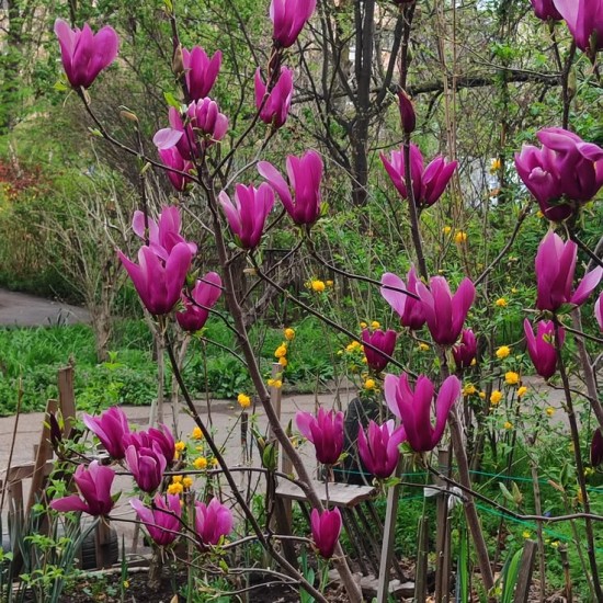 Магнолія Сюзен (двохрічна)