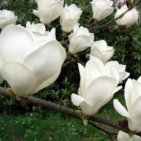 Магнолія Альба (двохрічна)