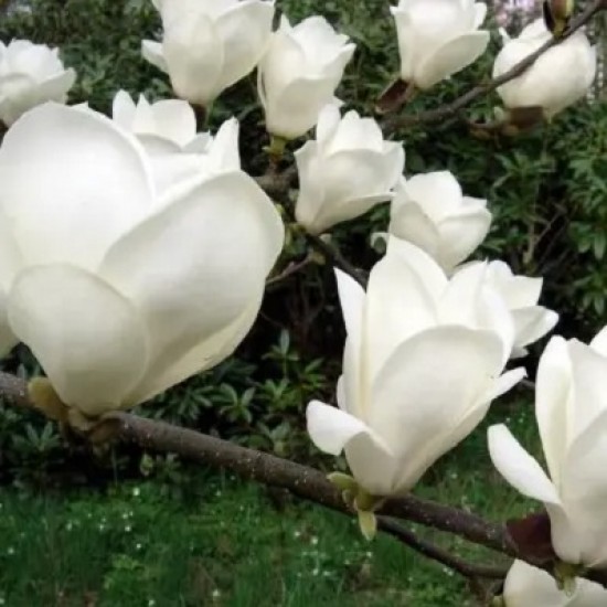 Магнолія Альба (двохрічна)