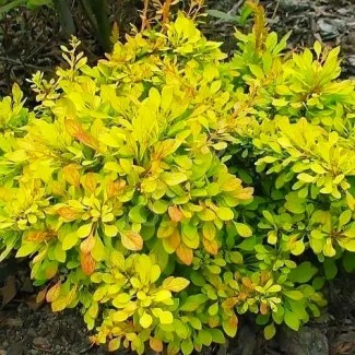 Барбарис Голден дрім р9