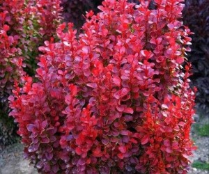 Декоративні трави та чагарники