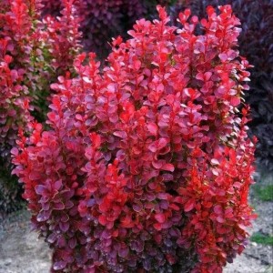 Барбарис Ред Пілар р9